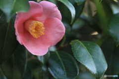 撮って出し-Canon EOS 60D-90.0-41_04_03-1