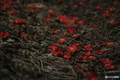 撮って出し(2024-04-12_14-00)-(Canon EOS 6D-90