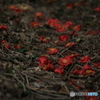 撮って出し(2024-04-12_14-00)-(Canon EOS 6D-90