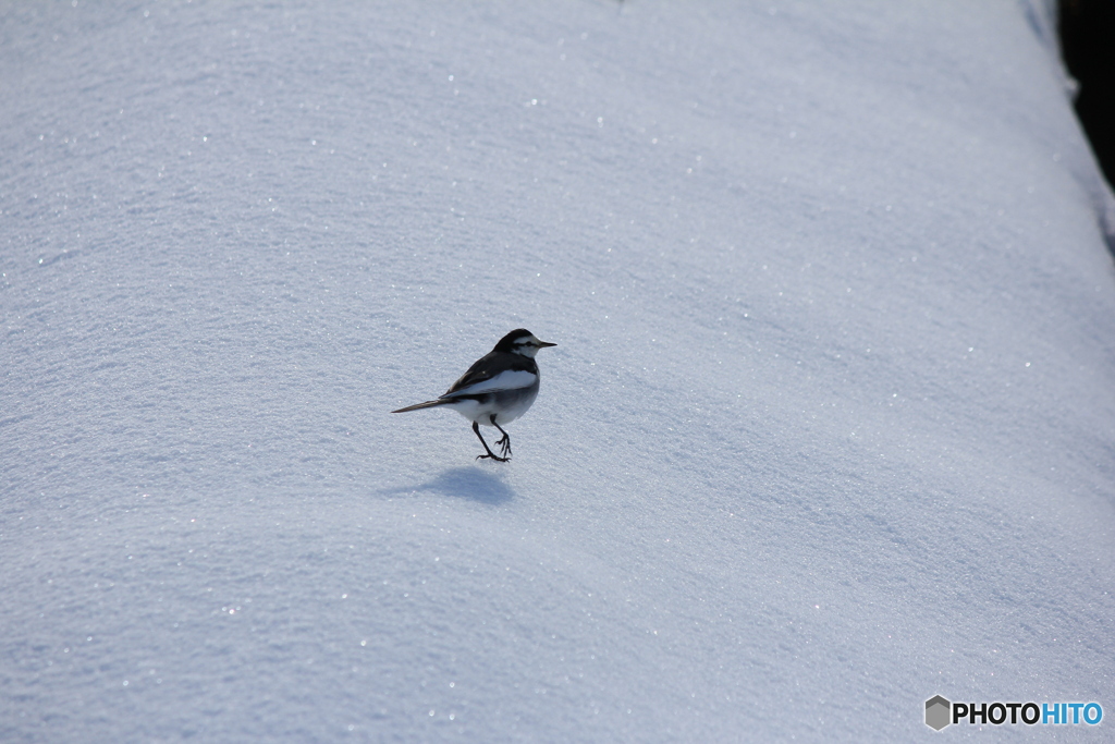 撮って出し(2025-01-13_09-53)-(Canon EOS 60D-2