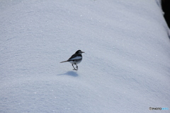 撮って出し(2025-01-13_09-53)-(Canon EOS 60D-2