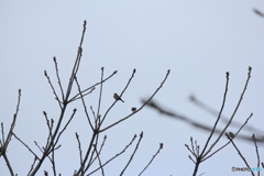 撮って出し(2025-04-19_07-44)-(Canon EOS 60D-2