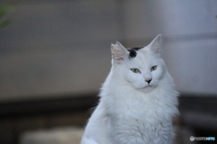 撮って出し-Canon EOS 60D-250.0-22_10_09-0
