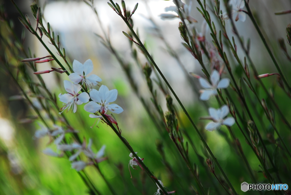 撮って出し(2025-06-13_14-33)-(NIKON D200-250(