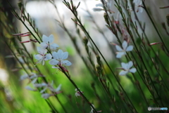 撮って出し(2025-06-13_14-33)-(NIKON D200-250(