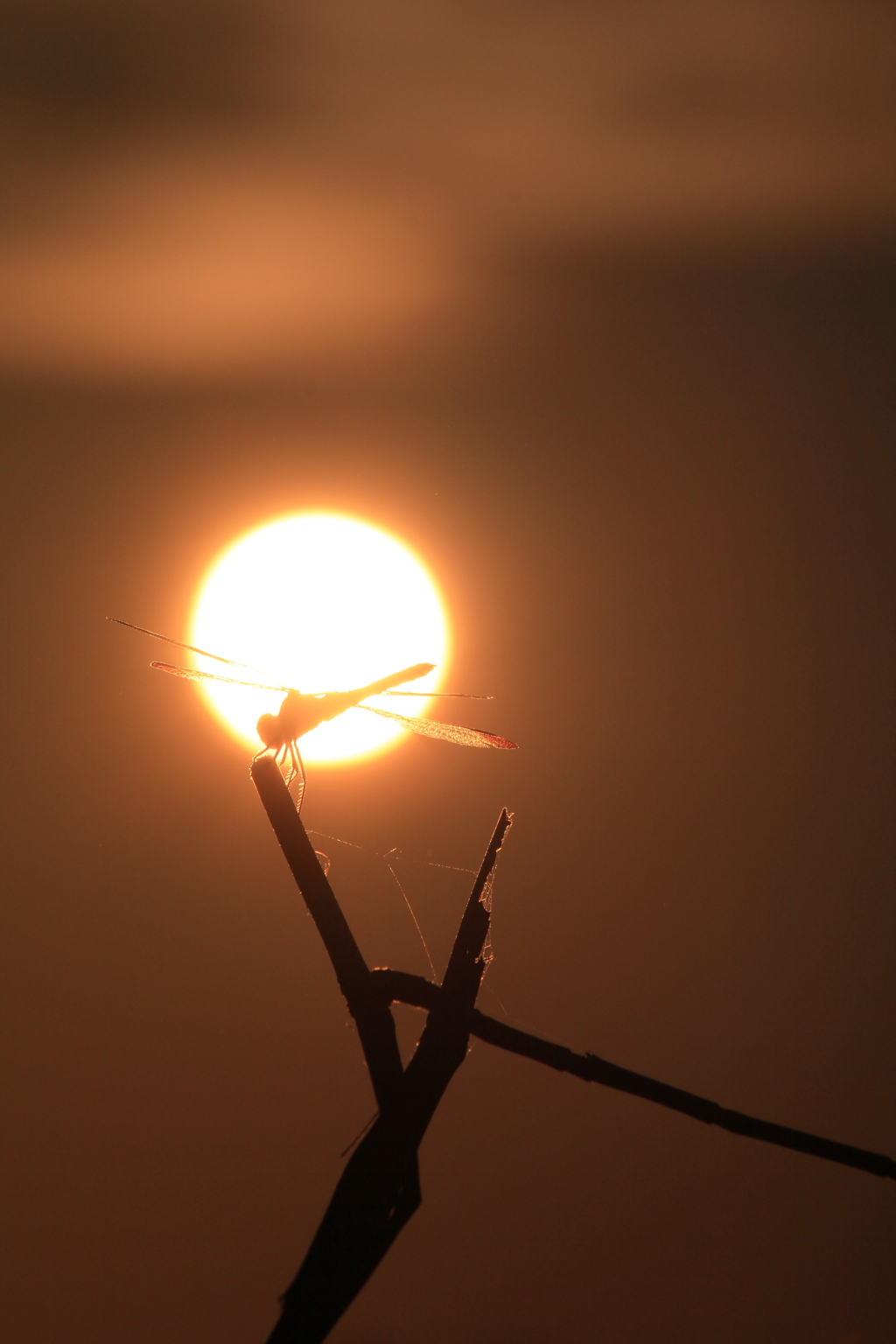撮って出し(2024-09-10_17-37)-(Canon EOS 60D-2
