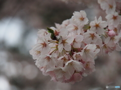 撮って出し(2025-04-18_17-11)-(E-M5-150(OLYMPU