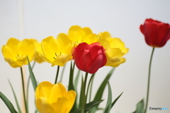 撮って出し(2024-04-18_11-59)-(Canon EOS 6D-90