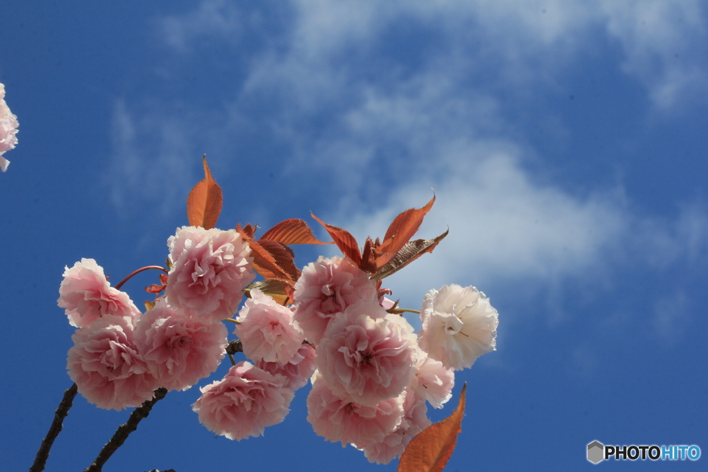撮って出し-Canon EOS 60D-55.0-22_05_02-0