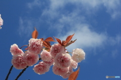 撮って出し-Canon EOS 60D-55.0-22_05_02-0