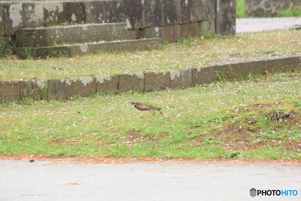 撮って出し(2025-04-24_08-55)-(Canon EOS 60D-2