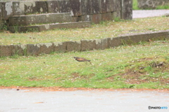 撮って出し(2025-04-24_08-55)-(Canon EOS 60D-2