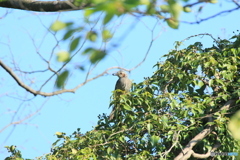 撮って出し(2025-05-08_16-09)-(Canon EOS 60D-2