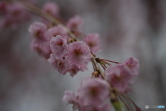 撮って出し(2025-04-18_17-13)-(Canon EOS 6D-90