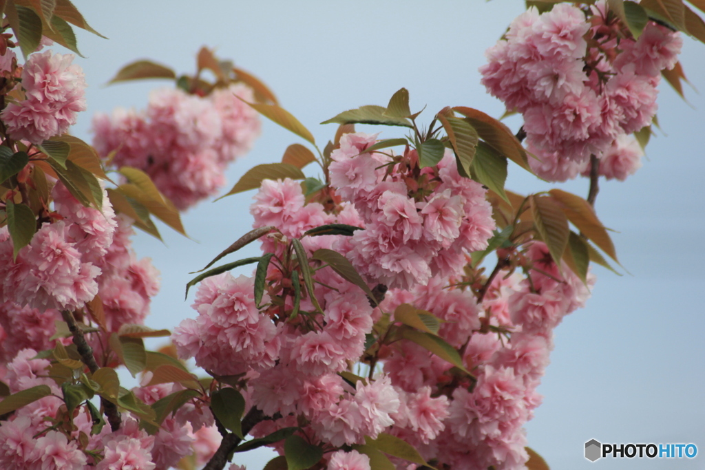 撮って出し(2025-05-06_16-35)-(Canon EOS 60D-3