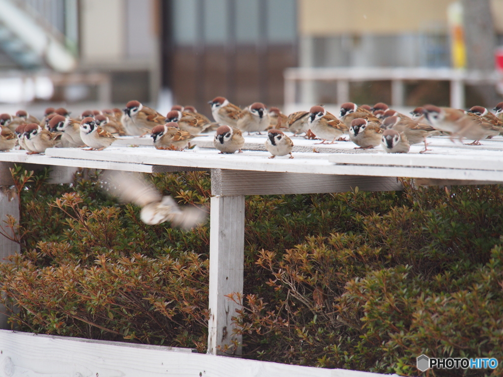 撮って出し(2025-02-18_09-12)-(E-M5-150(OLYMPU