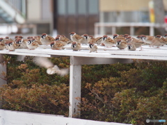 撮って出し(2025-02-18_09-12)-(E-M5-150(OLYMPU