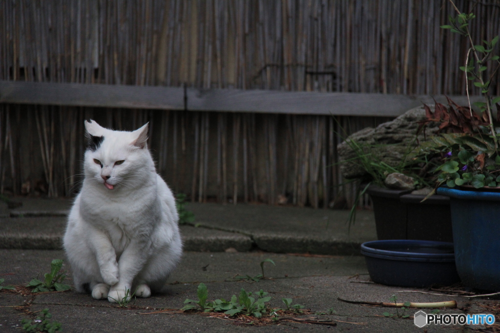 撮って出し-Canon EOS 60D-200.0-41_04_18-7