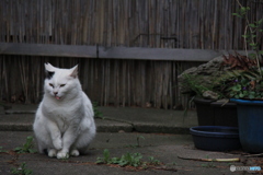 撮って出し-Canon EOS 60D-200.0-41_04_18-7