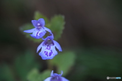 撮って出し-Canon EOS 6D-90.0-41_04_25-2