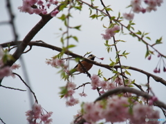 撮って出し(2024-04-17_09-13)-(E-M5-150(OLYMPU