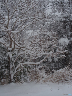 撮って出し(2025-02-19_12-35)-(E-M5-31(OLYMPUS