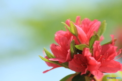 撮って出し(2024-05-04_14-01)-(Canon EOS 60D-9