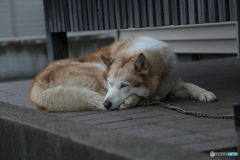 撮って出し(2025-04-25_11-34)-(Canon EOS 6D-13