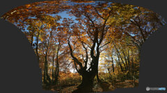 パノラマ合成　(2025-11-04_08-56)-( EOS 6D