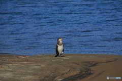 撮って出し(2024-11-16_11-36)-(Canon EOS 60D-2