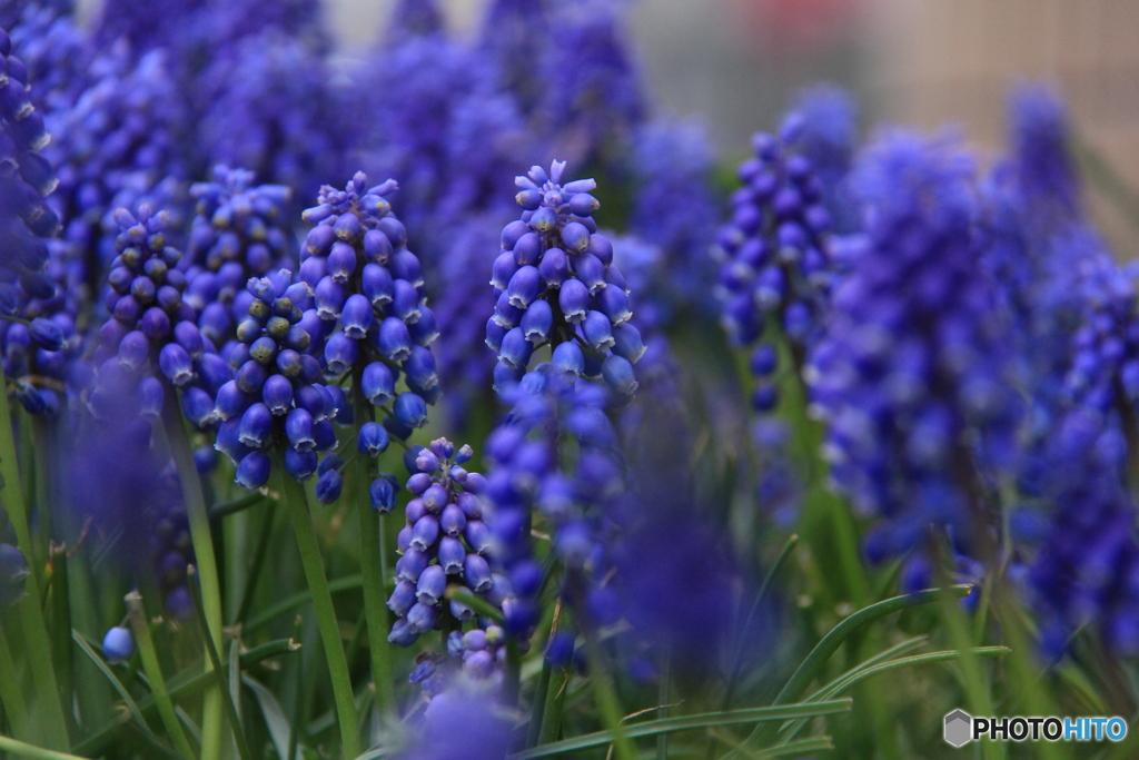 撮って出し-Canon EOS 60D-200.0-41_04_18-2