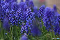 撮って出し-Canon EOS 60D-200.0-41_04_18-2