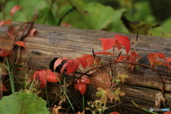 撮って出し-Canon EOS 6D-135.0-23_10_16_IMG_64