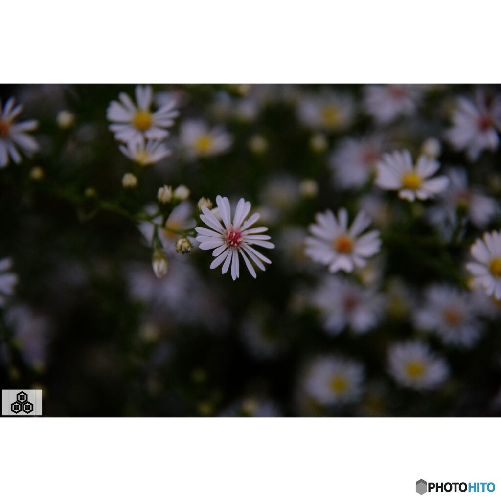 撮って出し(2023-10-13_16-45)-50--X-E1