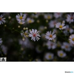 撮って出し(2023-10-13_16-45)-50--X-E1