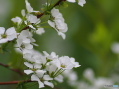 撮って出し(2024-04-19_15-06)-(E-M5-0())