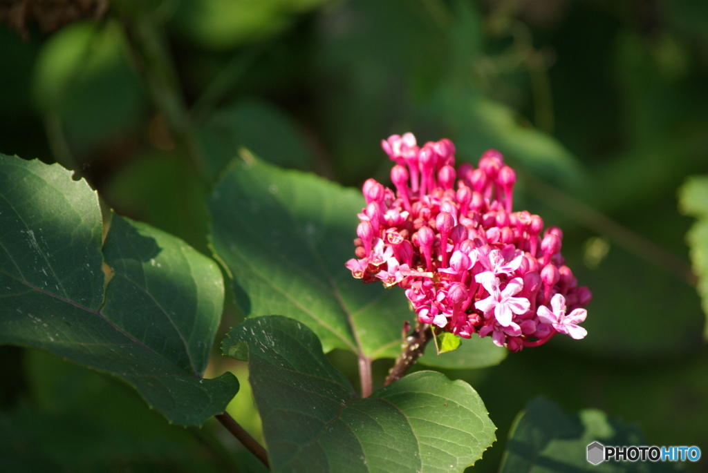 撮って出し(2025-10-30_10-31)-(PENTAX K10D-190