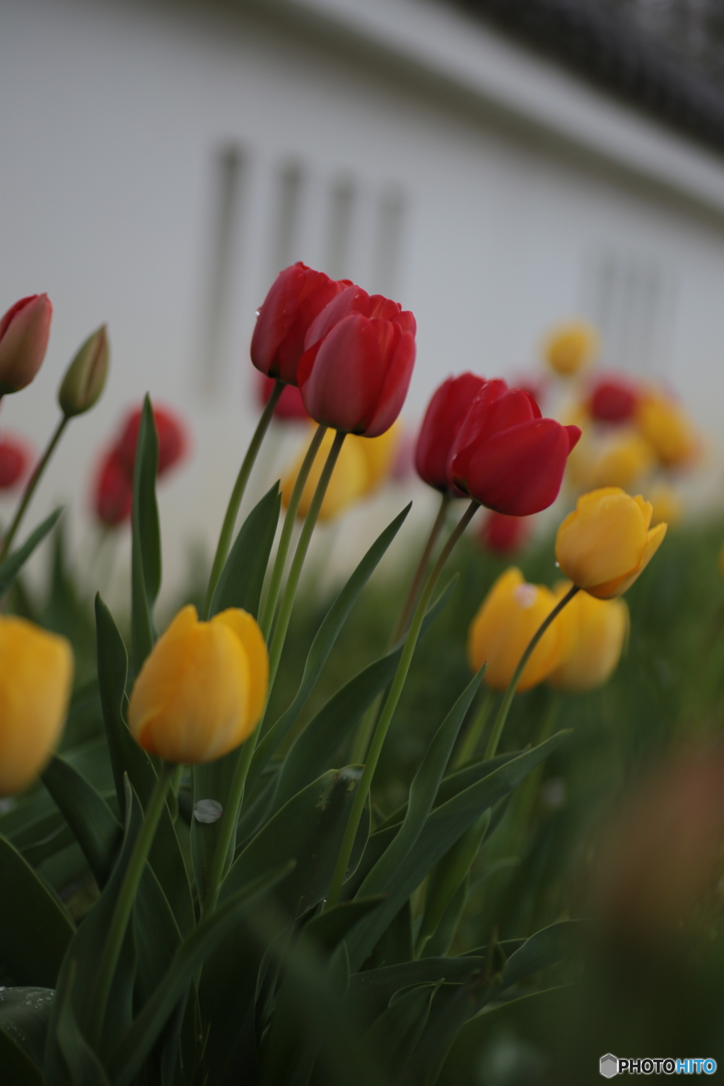 撮って出し(2024-04-17_09-08)-(Canon EOS 6D-90