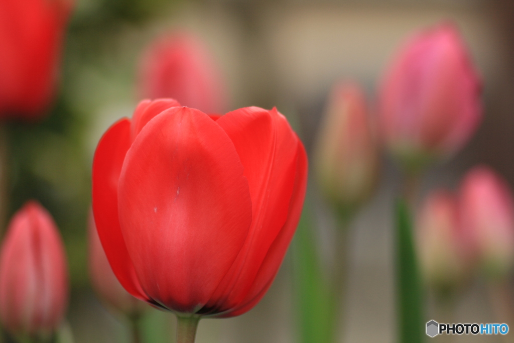 撮って出し(2025-04-25_10-15)-(Canon EOS 60D-9