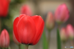 撮って出し(2025-04-25_10-15)-(Canon EOS 60D-9