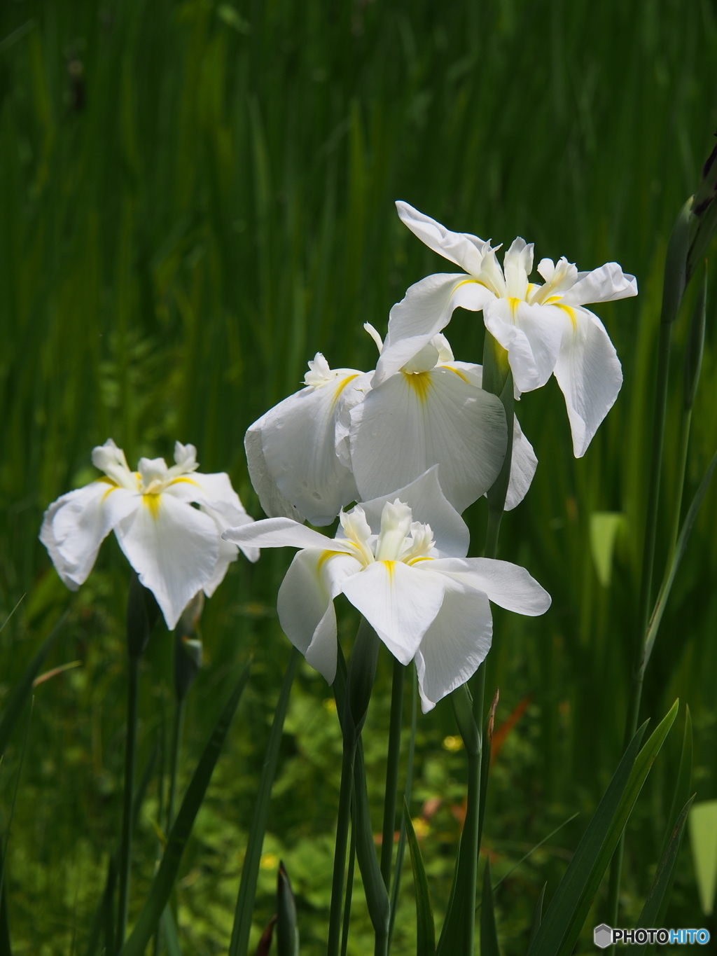 撮って出し-E-M5-67.0-23_06_18-0