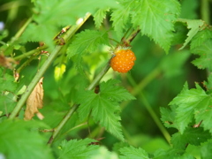 撮って出し(2024-06-12_07-19)-(E-M5-150(OLYMPU