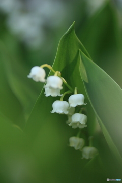 撮って出し-Canon EOS 60D-90.0-23_05_12-9