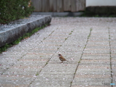 撮って出し(2024-04-17_09-12)-(E-M5-150(OLYMPU