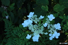 撮って出し-Canon EOS 60D-55.0-23_08_25_IMG_43