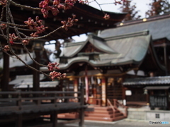 撮って出し(2024-03-06_14-22)-(E-M5-25(OLYMPUS