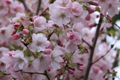 撮って出し-Canon EOS 60D-200.0-41_04_18-4