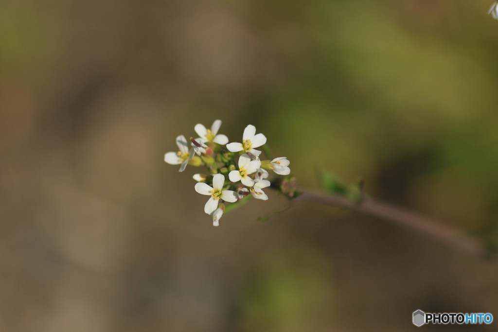 撮って出し-Canon EOS 60D-90.0-41_04_04-0