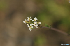 撮って出し-Canon EOS 60D-90.0-41_04_04-0