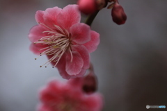 撮って出し(2025-04-06_09-46)-(Canon EOS 60D-9